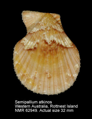 Semipallium atkinos.jpg - Semipallium aktinos(Petterd,1886)